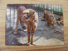 Post Card Lithuania 1977 Kaunas Zoo Animal Cat Family Cheetah - Tortugas