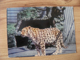 Post Card Lithuania 1977 Kaunas Zoo Animal Cat Family Leopard - Schildkröten