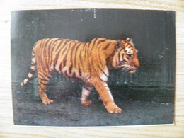 Post Card Lithuania 1977 Kaunas Zoo Animal Cat Family Tiger - Tartarughe