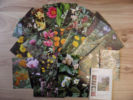 25 Post Cards In Folder Ussr 1977 Medical Plants Flowers Flora - Geneeskrachtige Planten