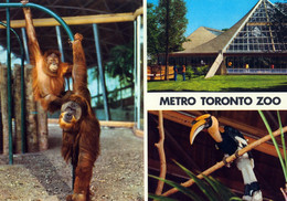 Toronto Zoo, CA - Orangutan, Hornbill - Toronto