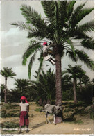 Delcampe - BAHARAIN - POLLINATING A PALMTREE - VINTAGE USED  POSTCARD - Bahrain