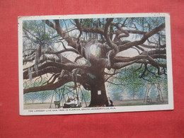 Largest Oak Tree In Florida.  South  Jacksonville     Florida     Ref 5853 - Jacksonville