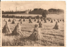 Beauplateau Sainte-ode ( Jhon - Sainte-Ode