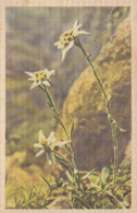 CARTOLINA  FIORI-PIANTE-ALBERI-ROSA-PETUNIA-VIOLA-ORTENSIA-TULIPANO-LAVANDA-GAROFANO,VIAGGIATA 1945 - Flowers