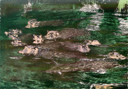 CPSM Hippopotames       L1904 - Flusspferde
