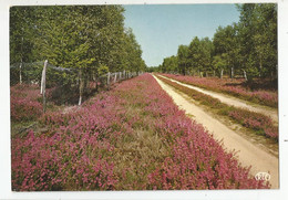 18 Cher Env De Foecy Fleur Bruyère En Sologne 1976 - Other & Unclassified