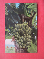 Fine Bunch Of Bananas Raised In      Florida   Stain.    Ref 5853 - Autres & Non Classés