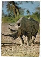 H9 - Carte Postale - Animal - Faune Africaine - Rhinocéros - Rhinocéros