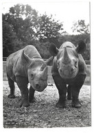 H9 - Carte Postale - Animal - Zoologischer Garten Zürich - Rhinocéros - Rinoceronte