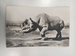 CPSM ANIMAUX FAUNE AFRICAINE RHINOCEROS NOIR - Rhinocéros