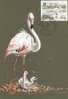 CARTE MAXIMUM - MAXICARD - MAXIMUM KARTE - MAXIMUM CARD - PORTUGAL - OISEAUX - FLAMANT - Phoenicopterus Ruber - Flamingos