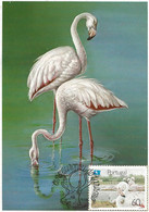 CARTE MAXIMUM - MAXICARD - MAXIMUM KARTE - MAXIMUM CARD - PORTUGAL - OISEAUX - BIRDS - FLAMANT - Phoenicopterus Ruber - Flamingo
