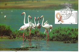 CARTE MAXIMUM - MAXICARD - MAXIMUM KARTE - MAXIMUM CARD - PORTUGAL - OISEAUX - FLAMANT - Phoenicopterus Ruber - Flamingo's