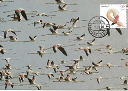 CARTE MAXIMUM - CARTOLINA MAXIMA - MAXIMUM KARTE - MAXIMUM CARD - PORTUGAL - OISEAUX - FLAMANT - Phoenicopterus Ruber - Flamingo's