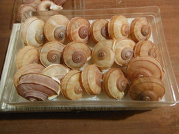 Rare Lot De 20 Escargots Terrestre Tropidophora Cuvieirana Diego-suarez 42/50 Mm - Coquillages