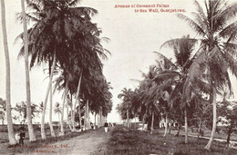 British Guiana, Guyana, GEORGETOWN, Avenue Of Cocoanut Palms To Sea Wall (1910s) - Guyana (antigua Guayana Británica)