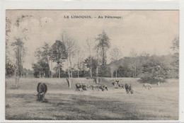 LIMOUSIN 87  HAUTE VIENNE AU PATURAGE - Autres & Non Classés