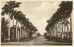 British Guiana, Guyana, Demerara, GEORGETOWN, Brickdam, Avenue Of Palms (1920s) Postcard - Guyana (formerly British Guyana)