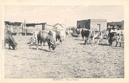 DJIBOUTI - PARC A BOEUFS - Djibouti