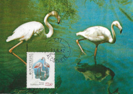 CARTE MAXIMUM - MAXICARD - CARTOLINA MAXMA - MAXIMUM CARD - PORTUGAL - OISEAUX - BIRDS - FLAMANT - Phoenicopterus Ruber - Flamingo's