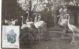 CARTE MAXIMUM - MAXICARD - CARTOLINA MAXMA - MAXIMUM CARD - PORTUGAL - OISEAUX - BIRDS - FLAMANT - Phoenicopterus Ruber - Flamingos