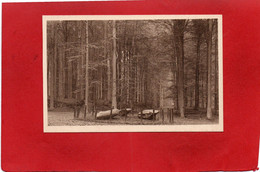 BELGIQUE---TERVUEREN---le Parc---voir 2 Scans - Tervuren