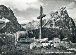 Postcard Switzerland Furgglenalp Mit Altmann Hundstein & Widderalpstocke Cow Mountain Scenery Cross - Stein