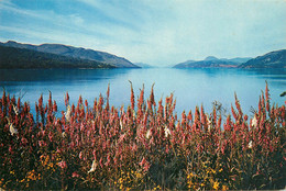 CPSM Foxgloves By Loch Ness      L1912 - Inverness-shire