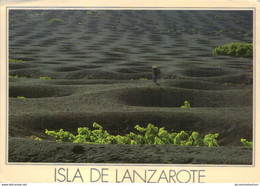 Lanzarote / La Geria (D-A348) - Lanzarote