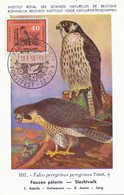 Maximum Card Same Subject Both Card And Stamp Kamen 1959 Faucon Slechtvalk Falcon Hubert Dupond Art Card - Marienheide