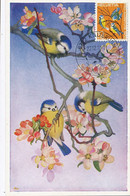 Maximum Card Same Subject Both Card And Stamp Kaltbrunn 1970  Bluetits And Apple Blossom Heda Armour Medici - Kaltbrunn
