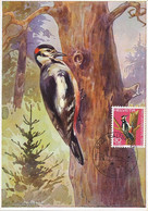 Maximum Card Same Subject Both Card And Stamp Kaltbrunn 1970  Woodpecker By Rod . Schulz - Kaltbrunn