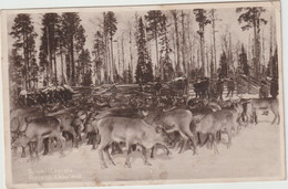 Animaux : Cerf ,  Suomi  Lapista , Finland , Lappland - Other & Unclassified
