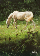 CPM Cheval Dans Une Pâture "Crinières A Vent" - Photo Zefa - Non Circulé - Horses