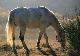 CPM Cheval Broutant Photo Pratt-Pries - Non Circulé - Horses