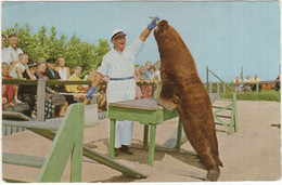 Boulevard - Harderwijk - (Gelderland, Nederland/Holland) - 1966 - Zeeleeuw / Sea Lion - Harderwijk