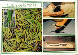 ILE DE LA REUNION  CULTURE DE LA VANILLE - Autres & Non Classés