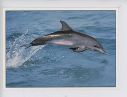 Dauphin - Animaux Marins N°15  - Zeta - Dauphins