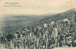 MOET ET CHANDON LES VENDANGES A AY EN CHAMPAGNE - Ay En Champagne