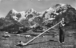 Alphornbläser Joueur De Cor Des Alpes Eiger Jungfrau Mürren - Mürren