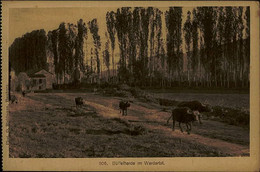 MACEDONIA - BUFFELHERDE IM WARDARTAL - EDIT KNACKSTEDT & C. - 1910s (15373) - Mazedonien