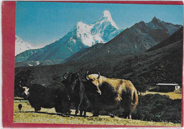 Mt AMADABLAM AND YAK NEPAL - Nepal