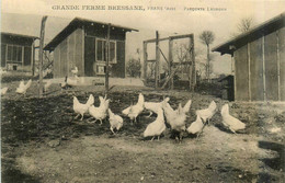 Frans * Grande Ferme Bressane * Parquets LEGHORN * élevage Agriculture - Zonder Classificatie