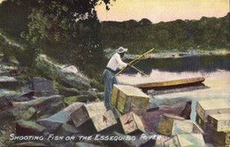 British Guiana, Guyana, Demerara, Shooting Fish On Essequibo River (1900s) Postcard - Guyana (formerly British Guyana)