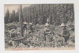 Poperinge  Poperinghe  Cueillette Du Houblon  HOP  HOUBLON - Poperinge