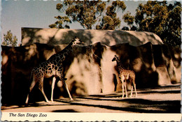 California San Diego Giraffes At The Zoo - San Diego