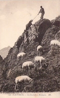 CPA - FRANCE - 65 - CAUTERETS - Une Escalade En Montagne - Moutons - Berger BR - Cauterets