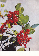 RED CURRENT: STATIONERY POSTCARD, 1967, USED, ROMANIA. - Geneeskrachtige Planten