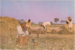 A Typical Farmer Before His Harvest In The Punjab - Pakistan